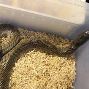 Mole snake - Pseudaspis cana