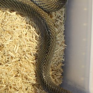 Mole snake - Pseudaspis cana