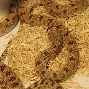 Diadem snake - Spelerosophis diadema