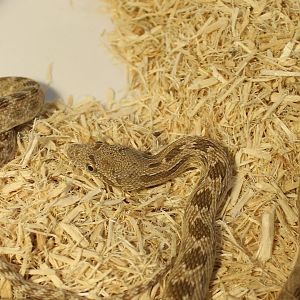 Diadem snake - Spalerosophis diadema