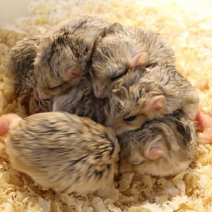 Fat-tailed gerbils