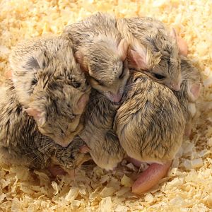 Fat-tailed gerbils