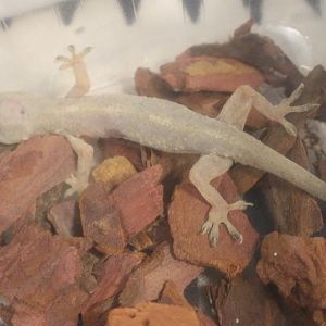 Hemidactylus mabouia