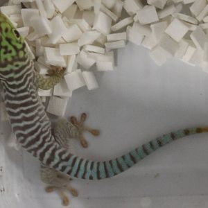 Phelsuma standingi