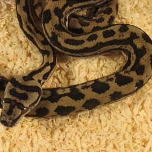 Morelia spilota mcdowelli