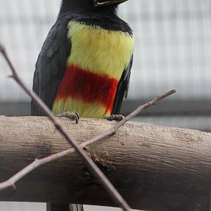 Black-necked aracari