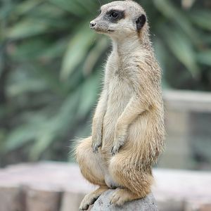 Meerkat