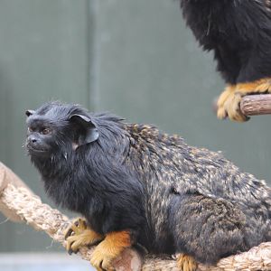 Golden-handed tamarins