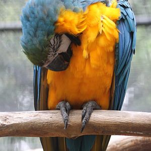 Blue-and-gold macaw