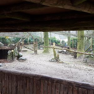 Viewing-window European lynx-enclosure
