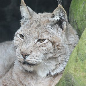 European lynx Chris