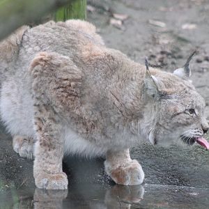 European lynx Chris