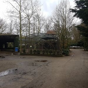 Eclectus parrot-aviary