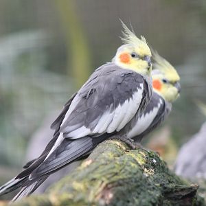 Cockatiels
