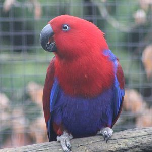 Eclectus parrot