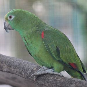 Yellow-fronted amazon