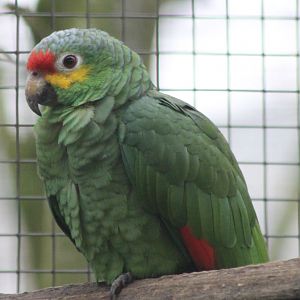 Red-lored amazon