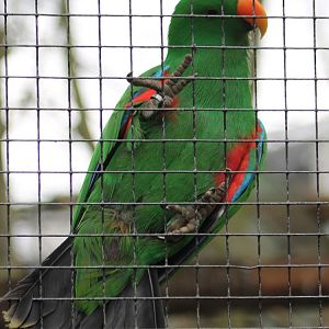 Eclectus parrot