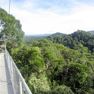 Canopy Walkway view