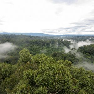 Canopy Walkway view