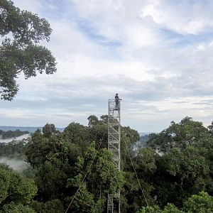 Canopy Walkway