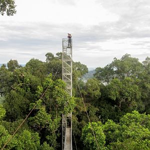 Canopy Walkway