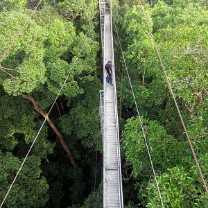Canopy Walkway