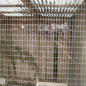 Glad Zoo - Cockatiel aviary