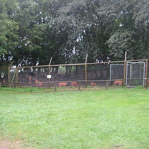 Glad Zoo - Dhole exhibit