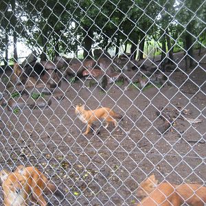 Glad Zoo - Dhole exhibit