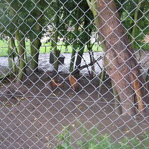 Glad Zoo - Dhole exhibit