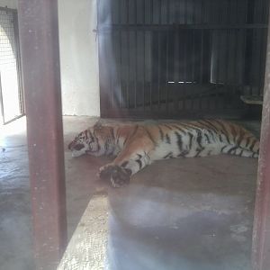 Siberian or hybrid tiger, indoor