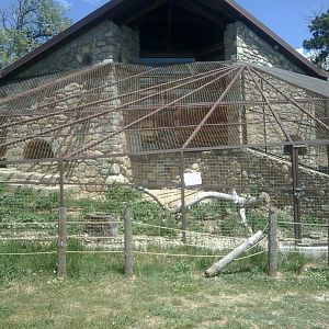 European badger exhibit