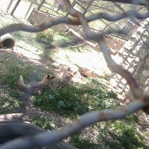 Red fox, up to 5 in a group