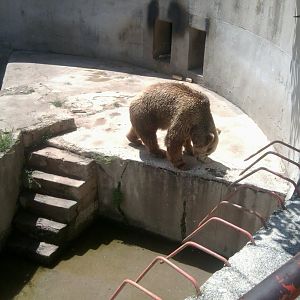 Eurasian brown bear in a bear pit