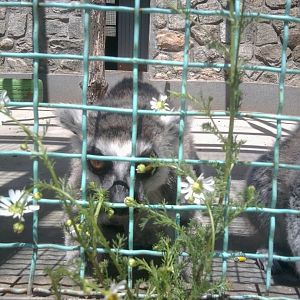 Ring-tailed lemur with a herb