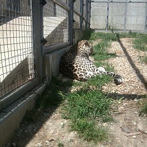 Leopard, Persian, African or hybrid