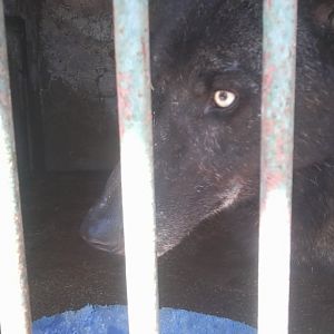 Gray wolf (black form)