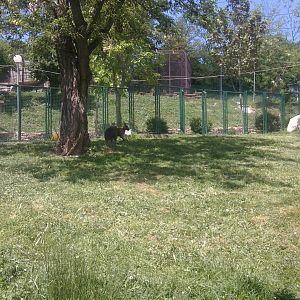 Red-necked wallaby exhibit; the wallaby under tree