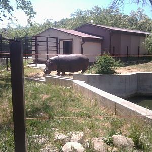 Common hippo