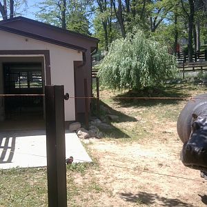 Common hippo enclosure