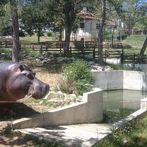 Common hippo