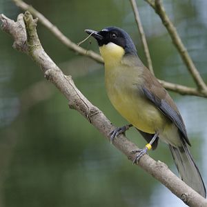 Blue-crowned laughing-thrush