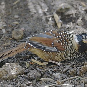 Spotted laughing-thrush