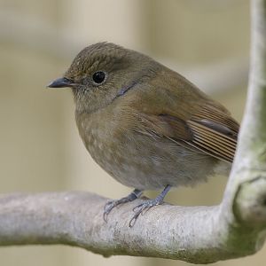 Rufous-breasted niltava