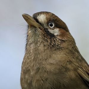 Moustached laughing-thrush