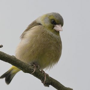 Oriental greenfinch