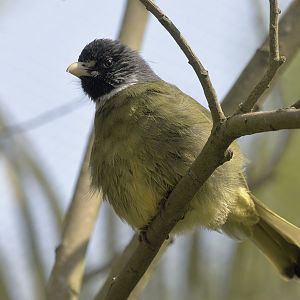 Collared finchbill