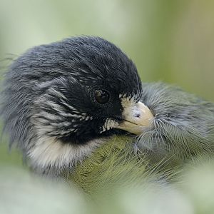 Collared finchbill preening