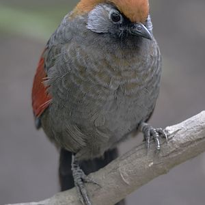 Red-tailed laughing-thrush
